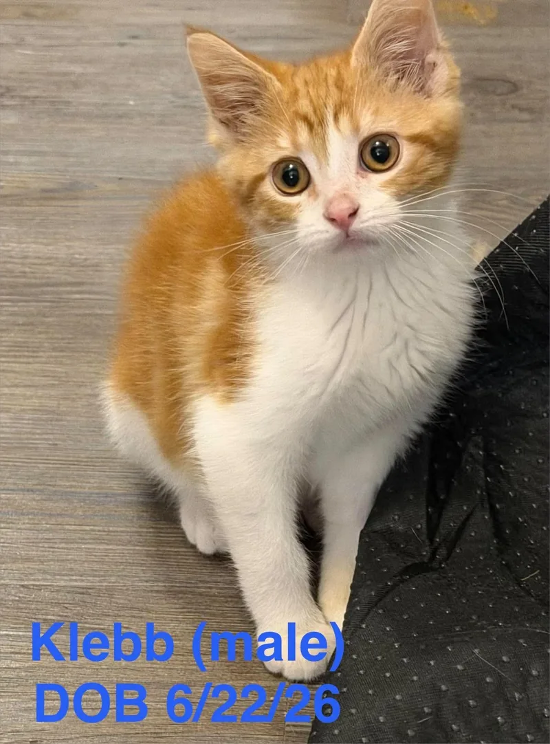 A young medium-sized male Domestic Short Hair cat named Klebb for adoption in Houghton Lake, MI