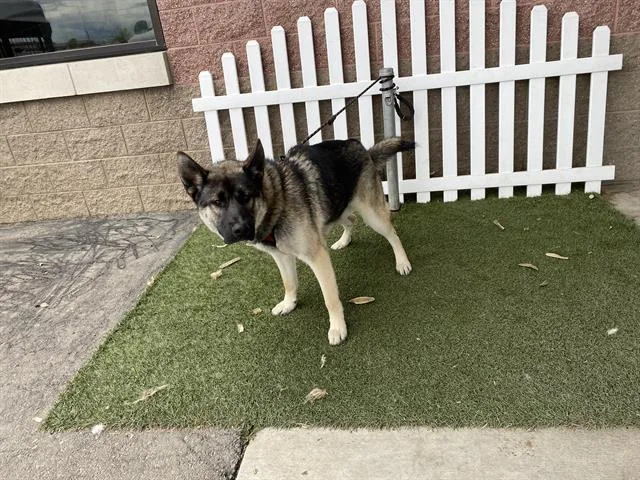 A young large-sized male German Shepherd Dog dog named Gaston for adoption in Modesto, CA