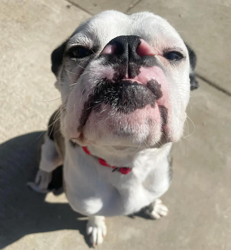 An adult medium-sized male Brindle Boxer dog named Bruno for adoption in Sacramento, CA