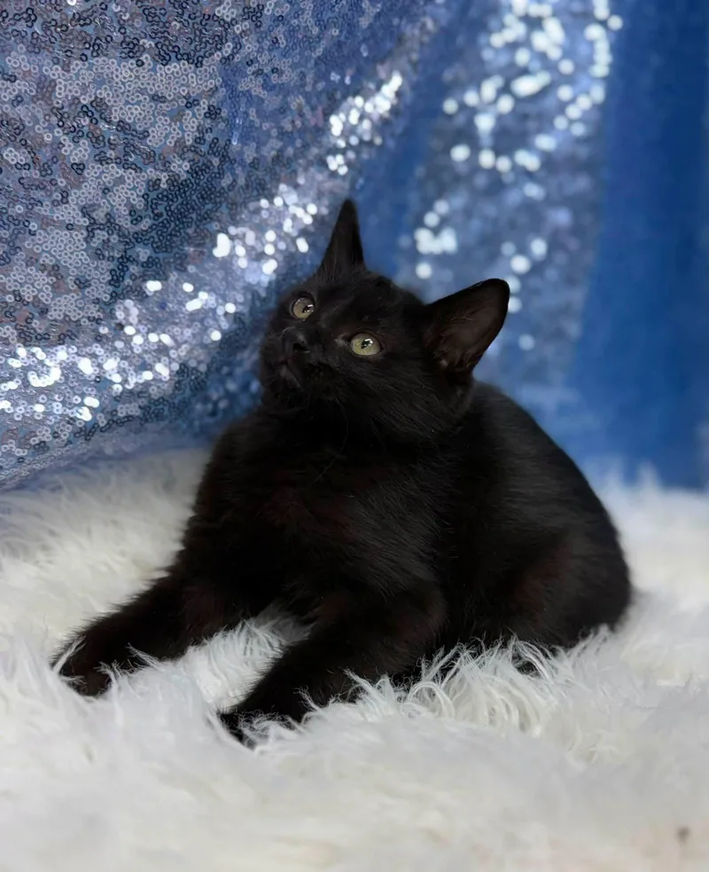 A young medium-sized male Black Domestic Short Hair cat named Cross for adoption in Clarkesville, GA