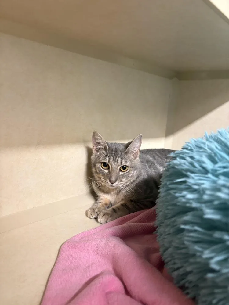 A baby medium-sized male Domestic Short Hair cat named Galagos for adoption in Elmsford, NY