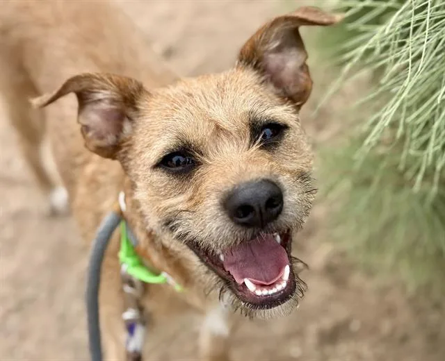 A young small-sized male Carolina Dog dog named Cash for adoption in Tucson, AZ
