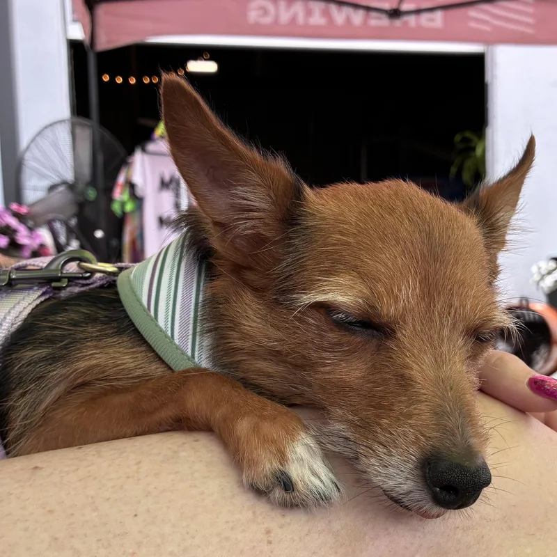 An adult small-sized female Bicolor Chihuahua dog named Matcha for adoption in Oklahoma City, OK