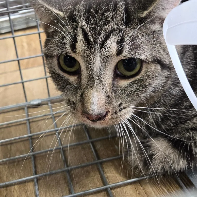 A young medium-sized male Gray / Blue / Silver Domestic Short Hair cat named LEO CareeCAT for adoption in Newark, NJ