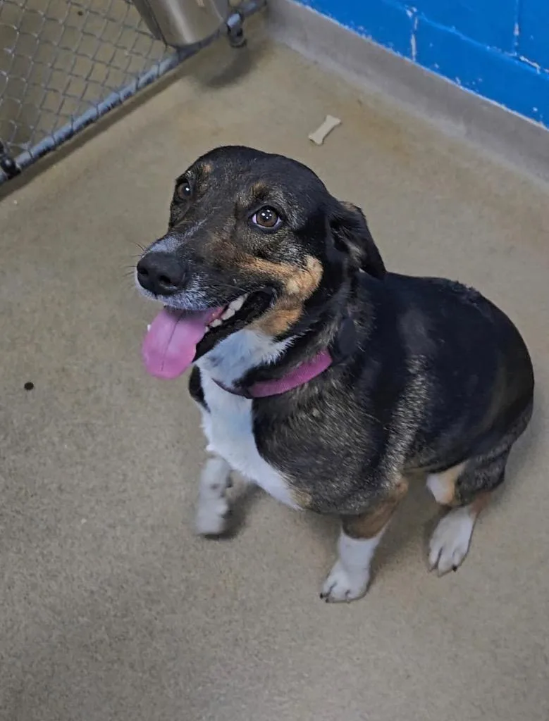 A young medium-sized female Australian Shepherd dog named Custard for adoption in New Manchester, WV
