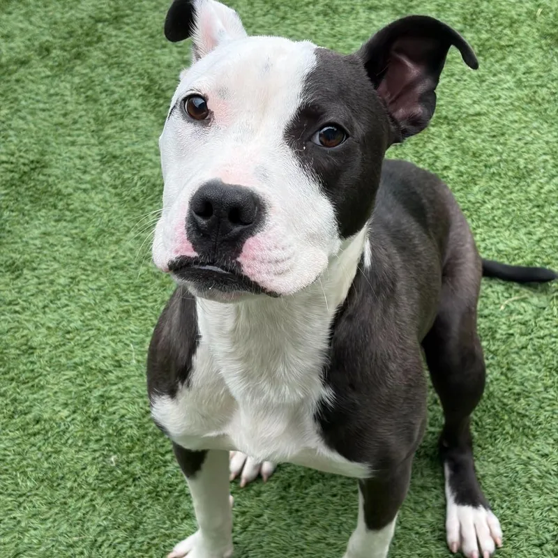 A young medium-sized male Black Pit Bull Terrier dog named Locito for adoption in Matteson, IL