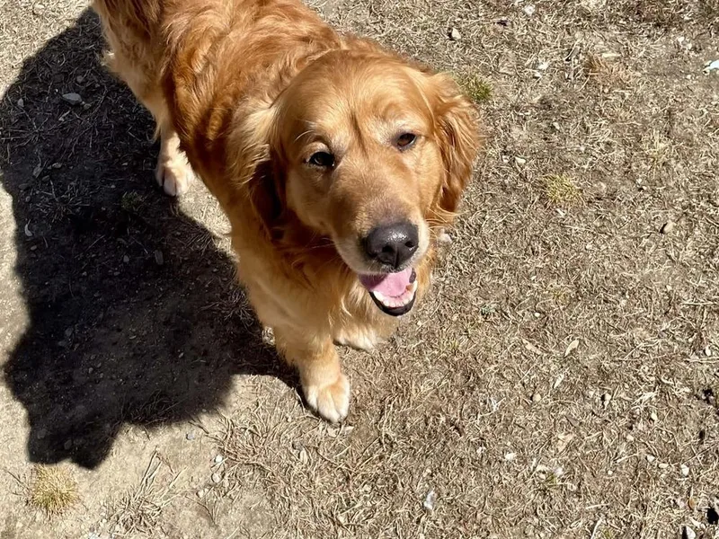 An adult large-sized male Brown / Chocolate Golden Retriever dog named Simba for adoption in Middletown, CT