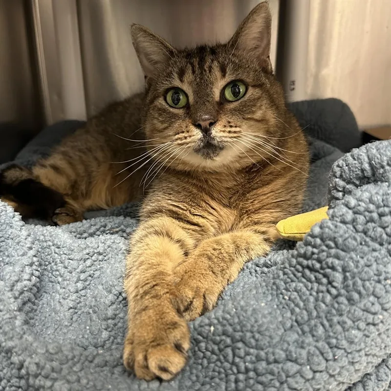 An adult medium-sized female Domestic Short Hair cat named Zelda for adoption in Cumming, GA
