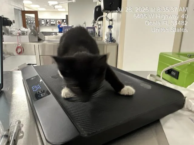 A baby small-sized female Domestic Short Hair cat named Boots for adoption in Ocala, FL