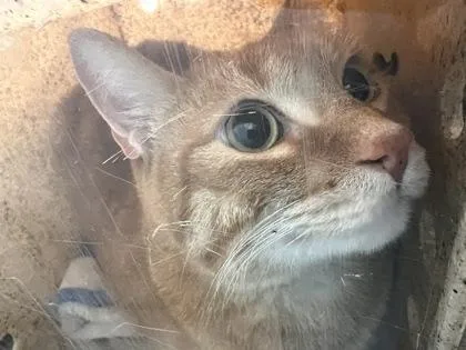 An adult medium-sized male Domestic Short Hair cat named Benjamin for adoption in Daytona Beach, FL