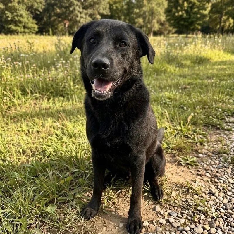 A young medium-sized male Labrador Retriever dog named Thumper for adoption in Pittsfield, IL
