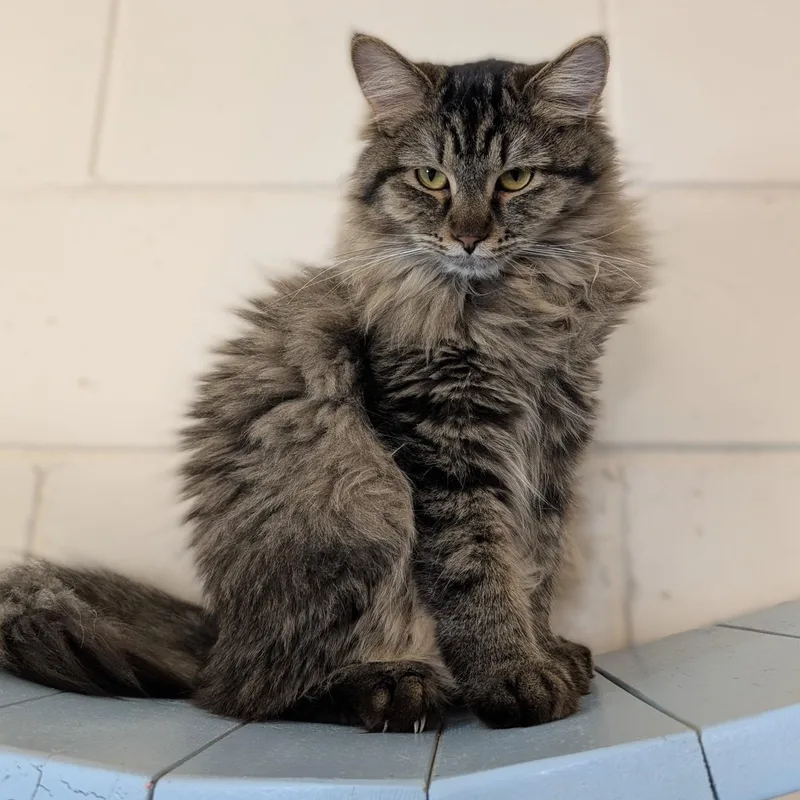 A baby medium-sized female Tabby (Brown / Chocolate) Domestic Long Hair cat named Fluffy for adoption in La Crescent, MN