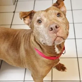 A senior small-sized female Red / Chestnut / Orange Mixed Breed dog named Cinnamon for adoption in Newark, NJ