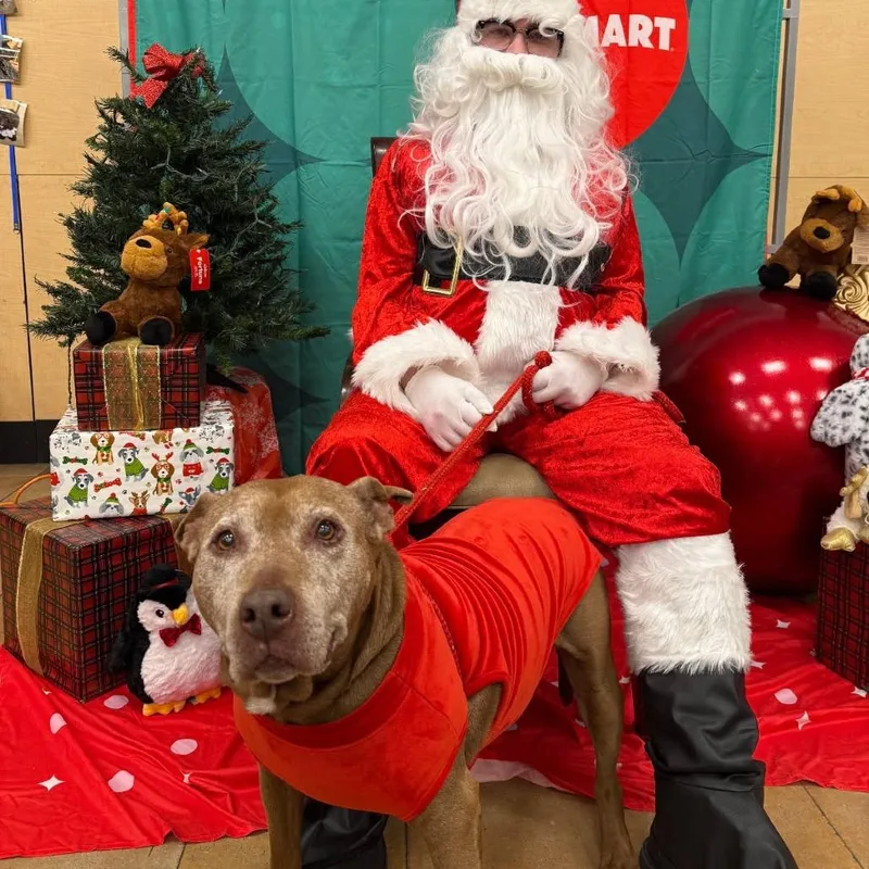 Cinnamon thumbnail 2