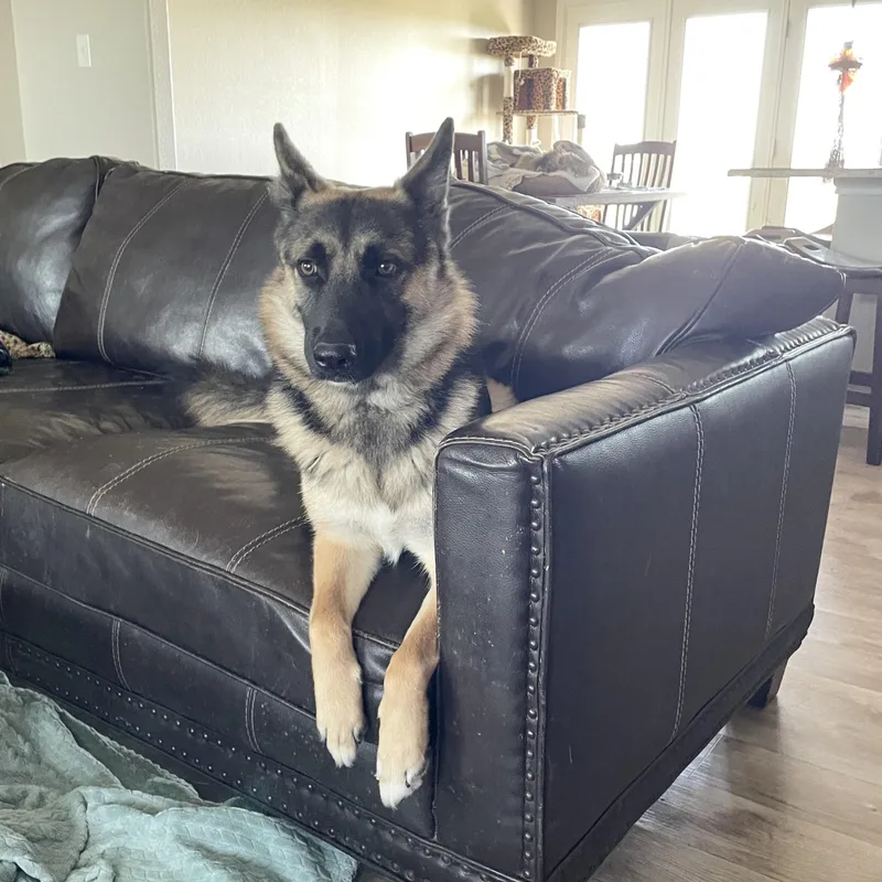 A young medium-sized female German Shepherd Dog dog named Perfect Poppy for adoption in Burlington, NC