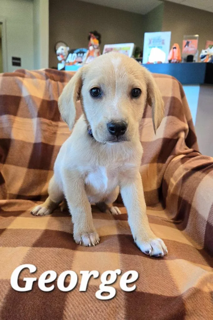 A baby small-sized male Labrador Retriever dog named George Yrly for adoption in Sidney, OH