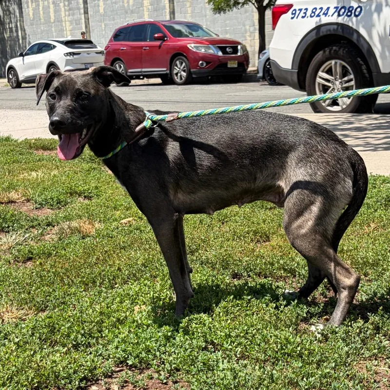 A young medium-sized female Black Mixed Breed dog named Arista for adoption in Newark, NJ