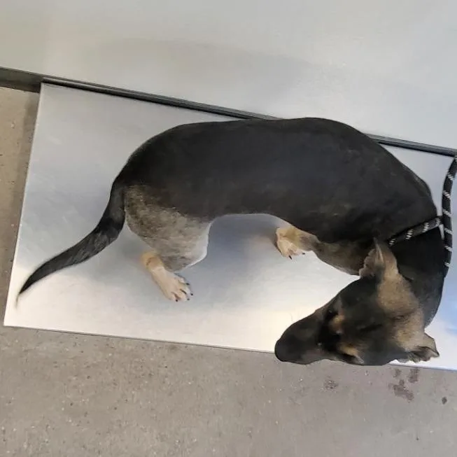 A young medium-sized female Black Mixed Breed dog named Echo for adoption in Las Cruces, NM