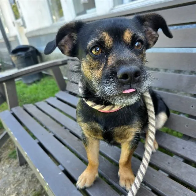 A young small-sized female Terrier dog named Darjeeling for adoption in Long Beach, CA