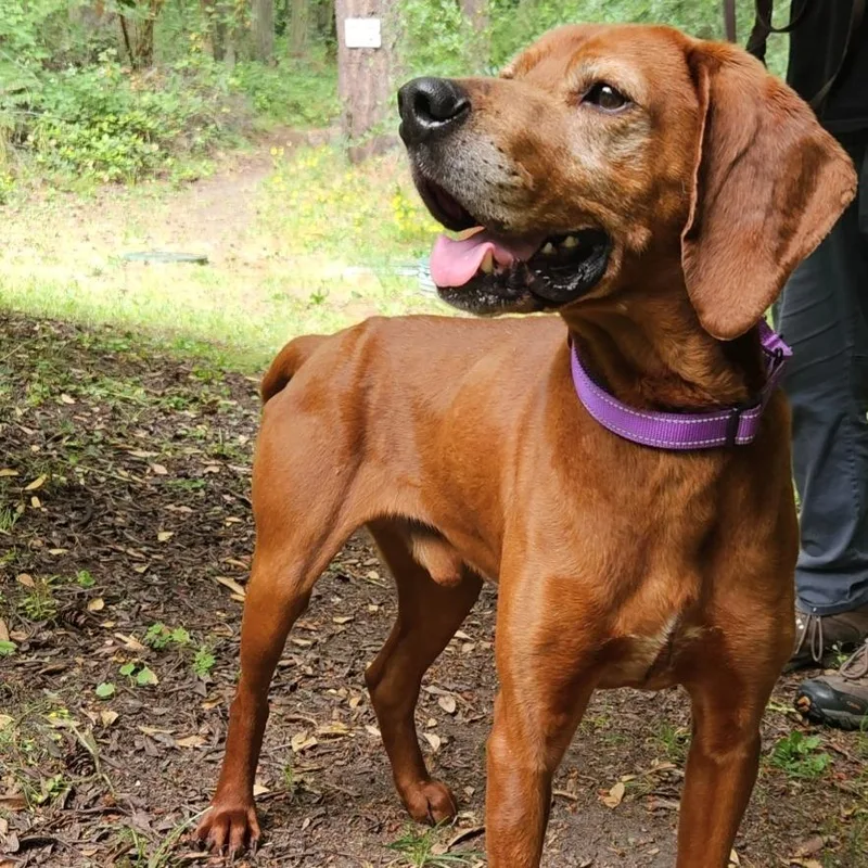 A senior medium-sized male Brown / Chocolate Vizsla dog named Winston for adoption in Port Townsend, WA