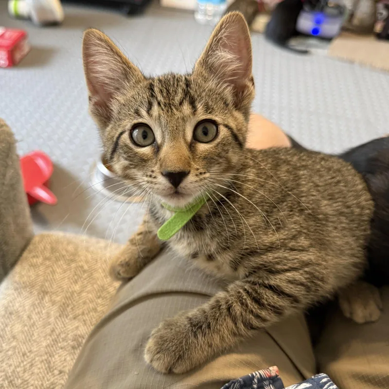 A baby medium-sized male Domestic Short Hair cat named Banner for adoption in St. Cloud, FL