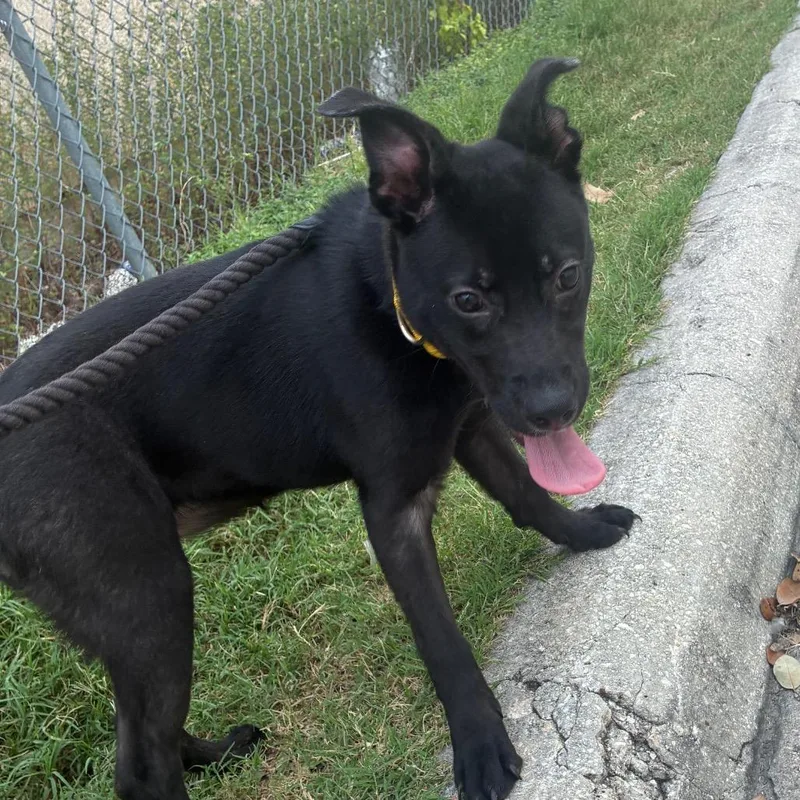A baby small-sized female Gray / Blue / Silver Black Labrador Retriever dog named Passat for adoption in San Antonio, TX