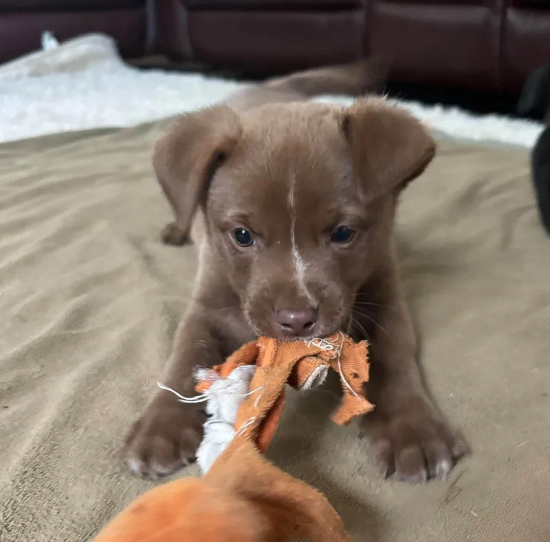 Puppies thumbnail 2