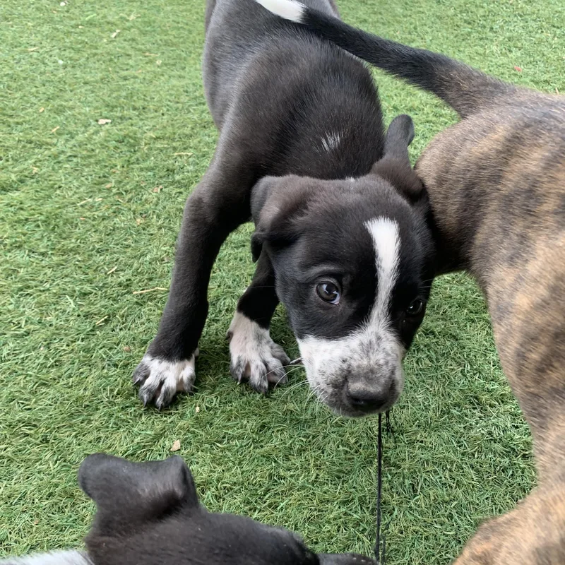 Puppies thumbnail 3