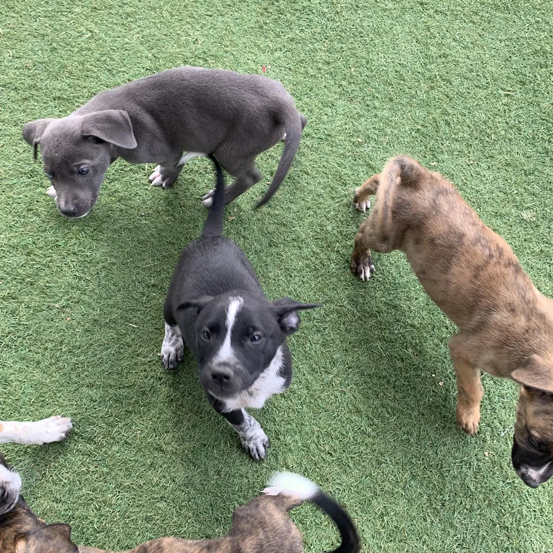 Puppies thumbnail 5