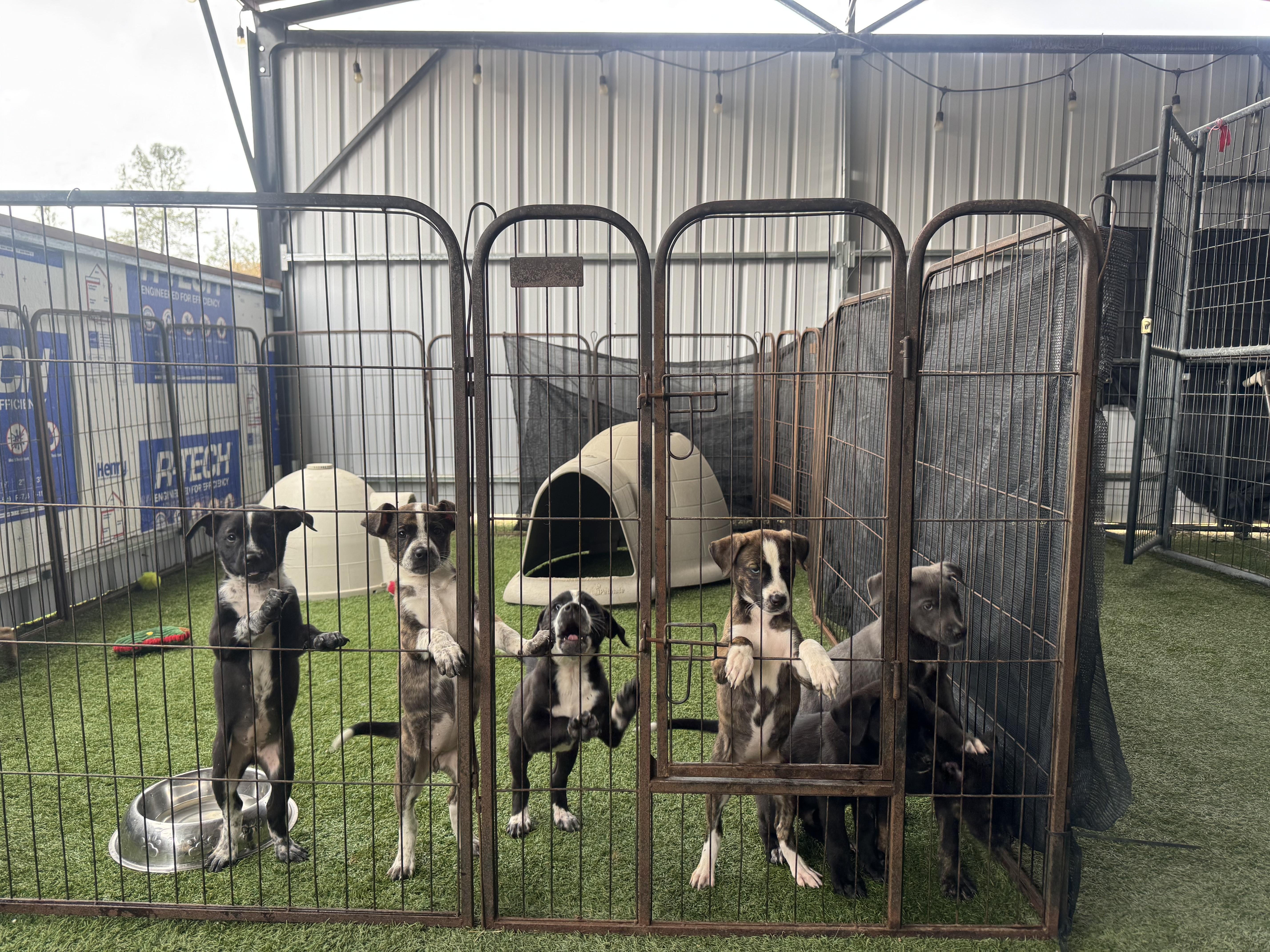 Puppies thumbnail 6