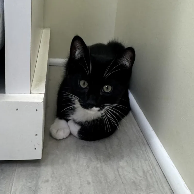 A baby small-sized male Black & White / Tuxedo Tuxedo cat named Michael for adoption in East Northport, NY