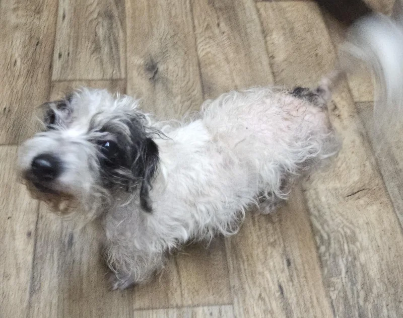 An adult small-sized female Black Miniature Poodle dog named Reba for adoption in Chesnee, SC