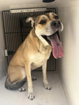 A young medium-sized female Mixed Breed dog named Harley for adoption in Richardson, TX