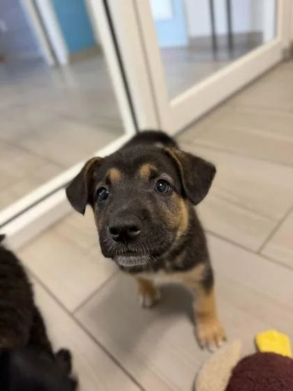 A baby small-sized male German Shepherd Dog dog named Panda Bear  P for adoption in Daytona Beach, FL