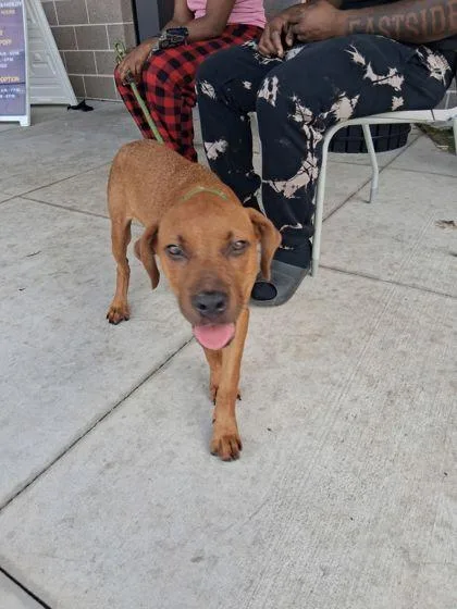 A young medium-sized female Mixed Breed dog named Charity for adoption in Atlanta, GA