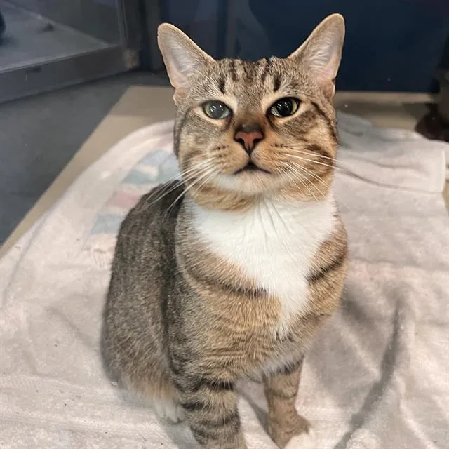 A young medium-sized male Domestic Short Hair cat named Mala for adoption in Methuen, MA