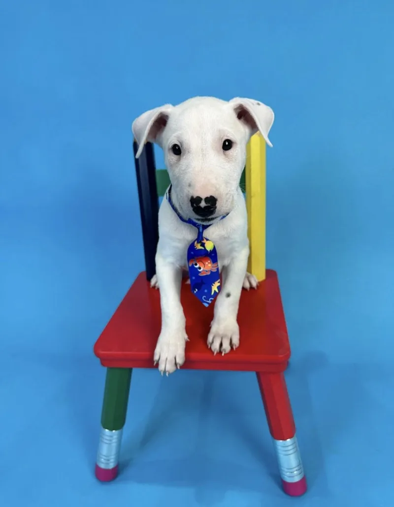 Spuds Mackenzie