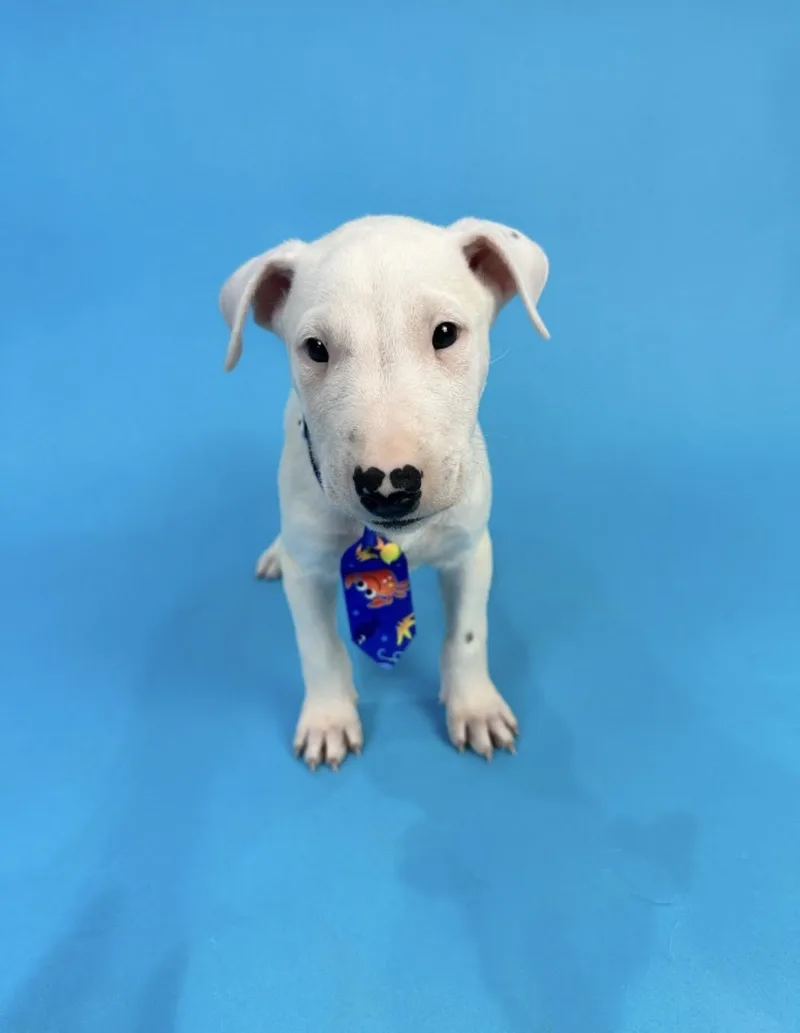 Spuds Mackenzie thumbnail 2