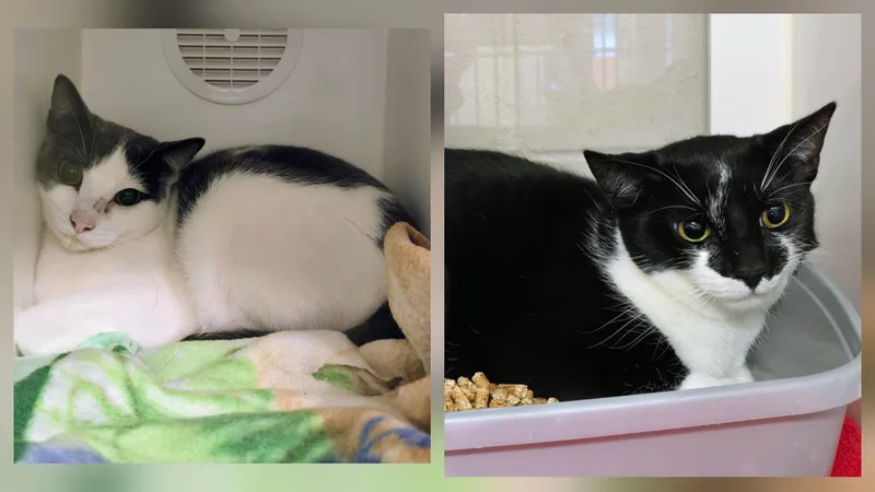 An adult medium-sized male Black Domestic Short Hair cat named Sammy & Margot for adoption in Amityville, NY