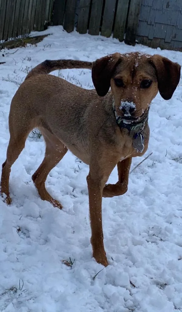 A senior medium-sized female Hound dog named Ivy for adoption in Charlotte, MI
