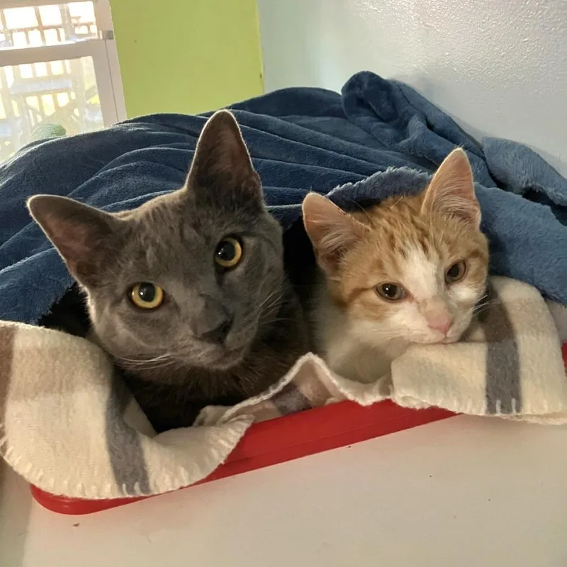 Little Bit thumbnail 2