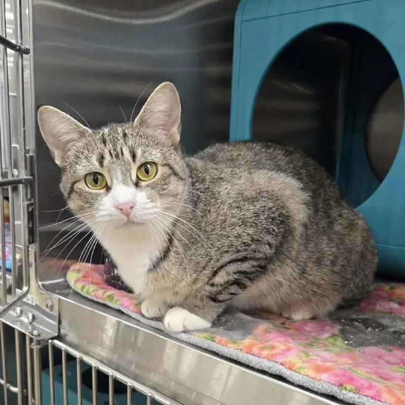 Whiskers thumbnail 2