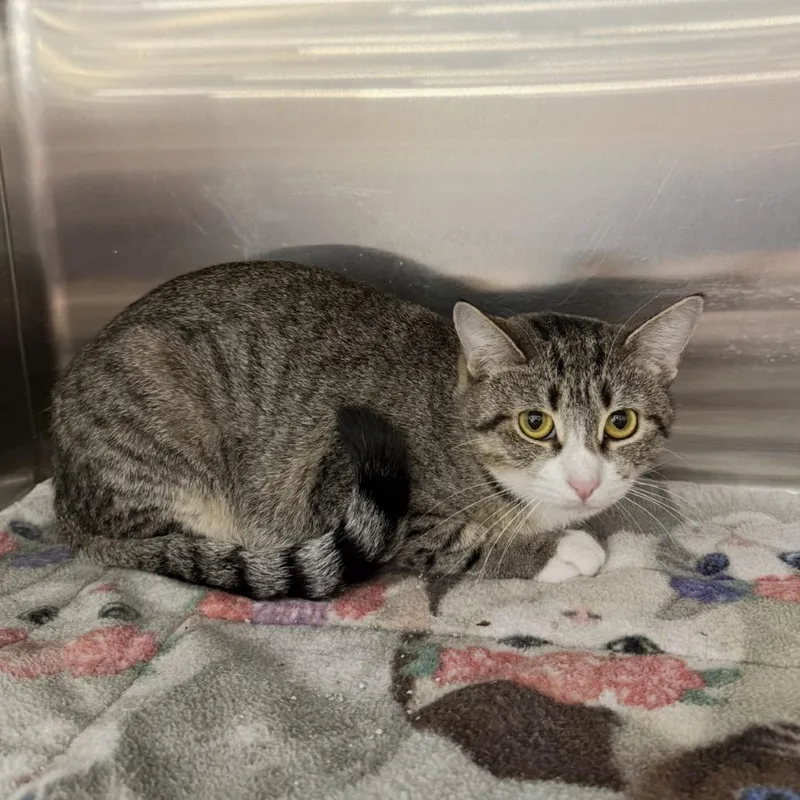 Whiskers thumbnail 3