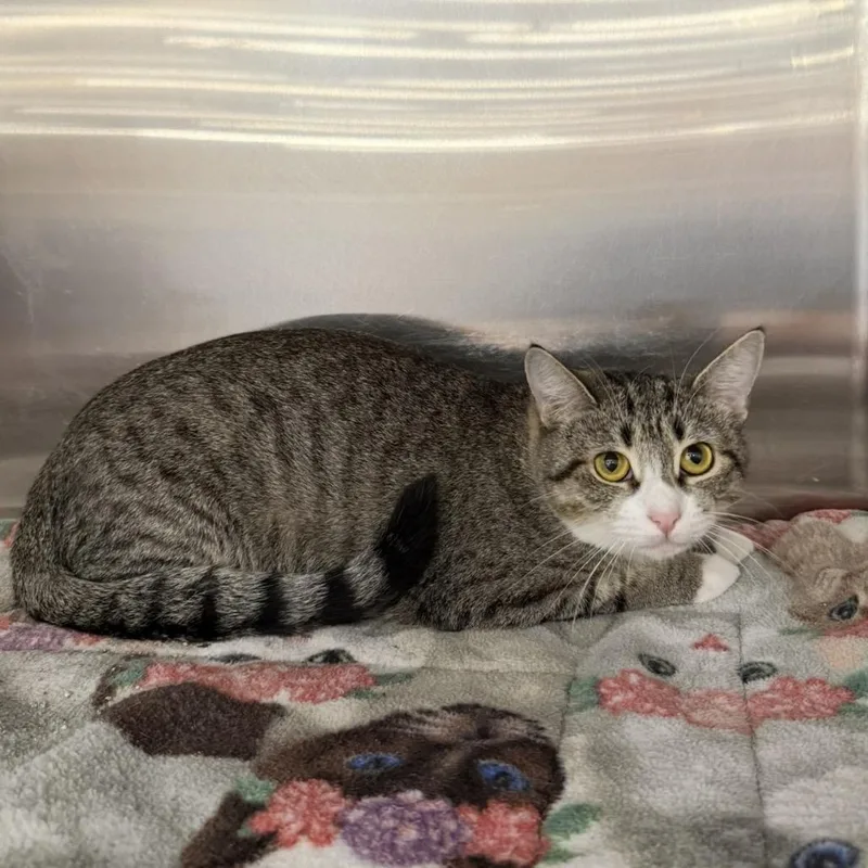 Whiskers thumbnail 4