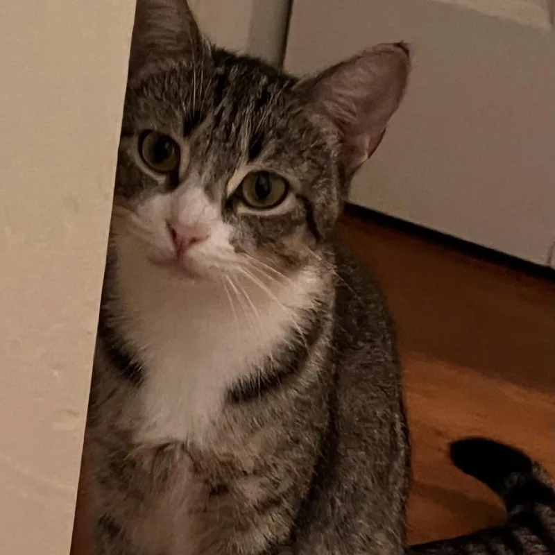 Whiskers thumbnail 5