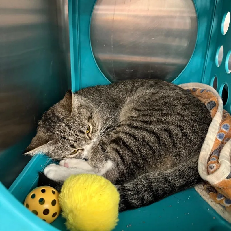 Whiskers thumbnail 6