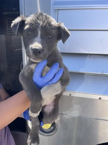A baby medium-sized female Pit Bull Terrier dog named Amber for adoption in Victorville, CA