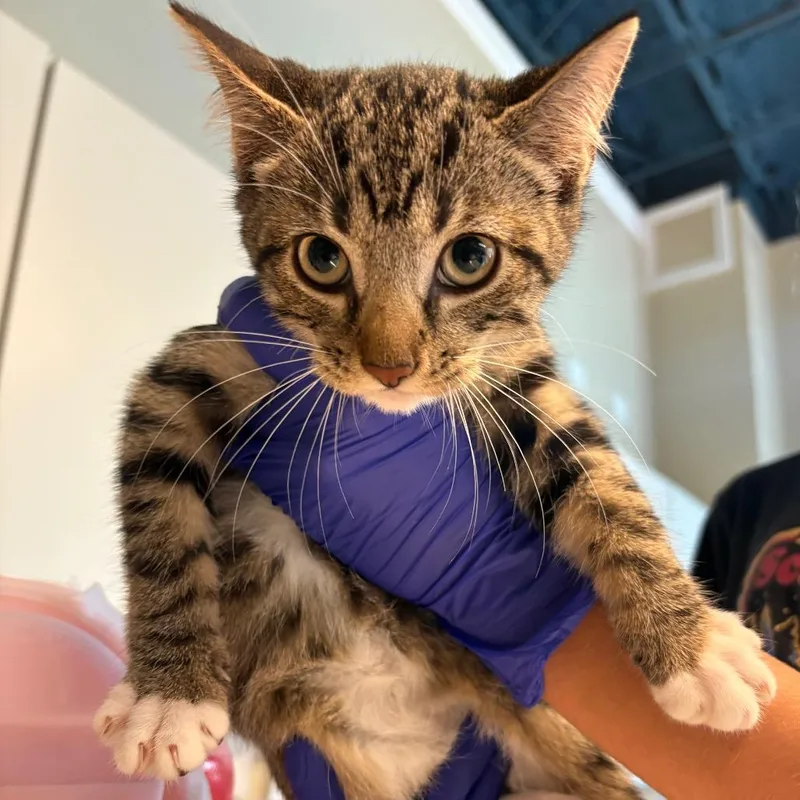A baby small-sized female Brown / Chocolate Domestic Short Hair cat named Brittani for adoption in Huntington, WV