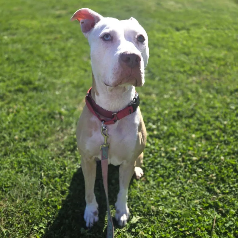 An adult medium-sized female Yellow / Tan / Blond / Fawn Pit Bull Terrier dog named Symphony for adoption in Champaign, IL