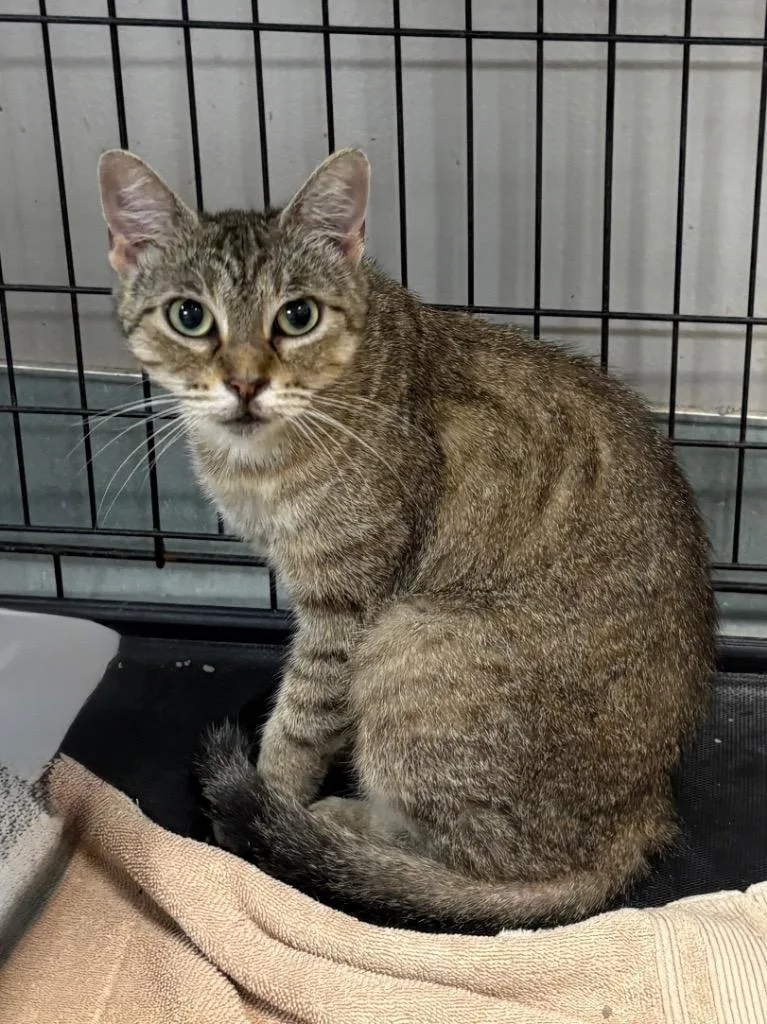 An adult medium-sized female Domestic Short Hair cat named Shell for adoption in Little Rock, AR